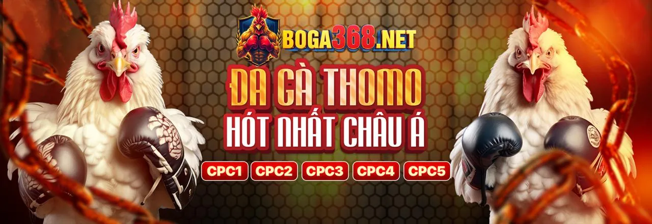 Đấu trường đá gà Thomo trực tuyến trên nền tảng Win55